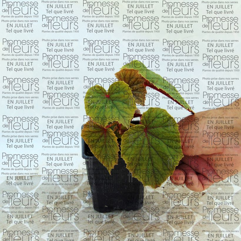 Exemple de spécimen de Begonia grandis ssp. evansiana var. alba Godet de 8/9 cm tel que livré