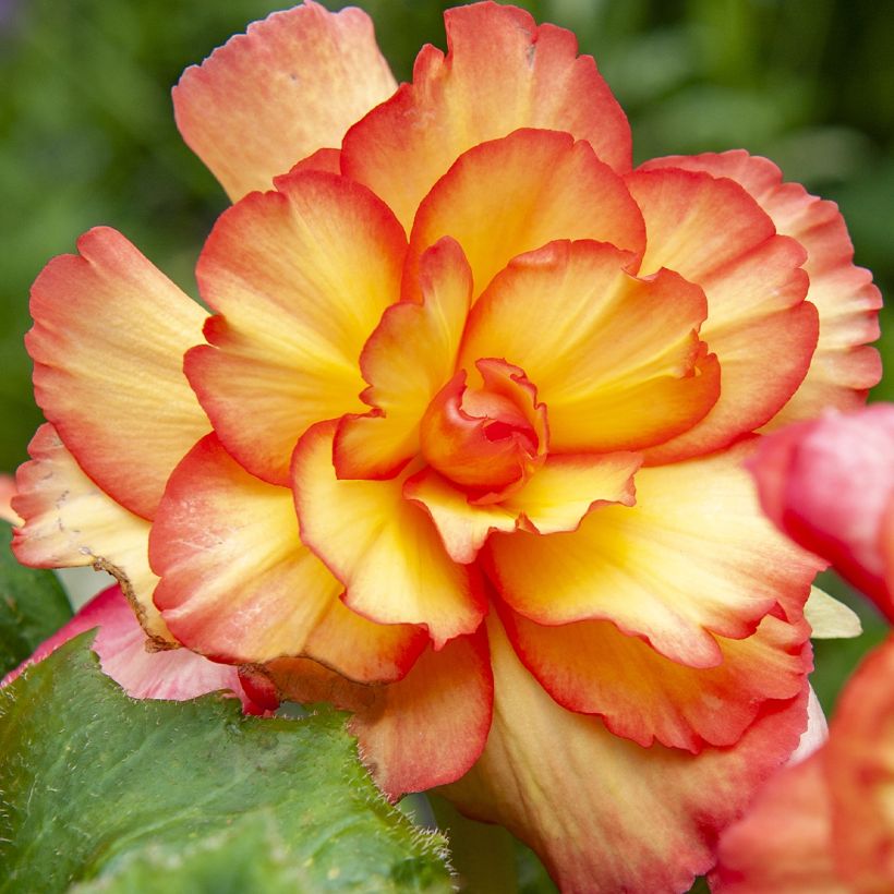 Begonia pendula Golden Balcony - Begonia retombant (Floraison)