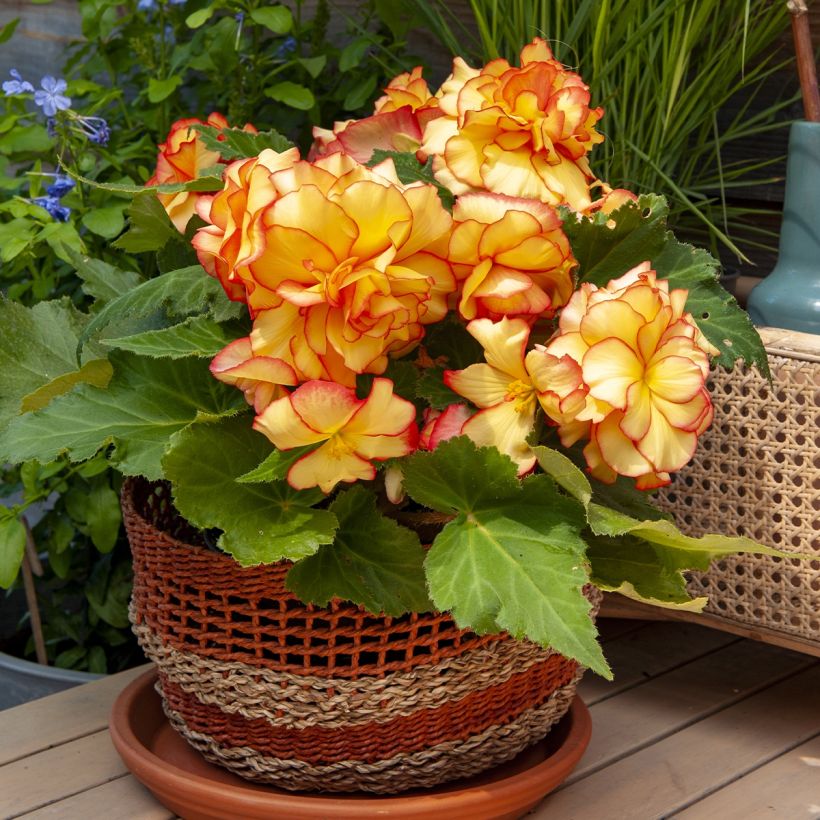 Begonia pendula Golden Balcony - Begonia retombant (Port)