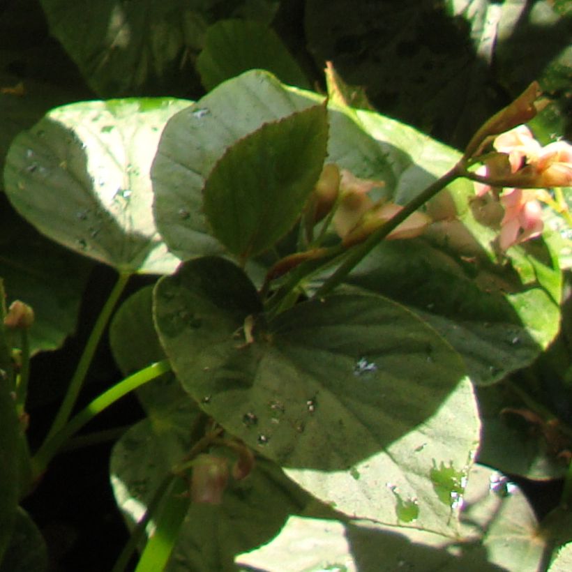 Begonia ravenii (Feuillage)
