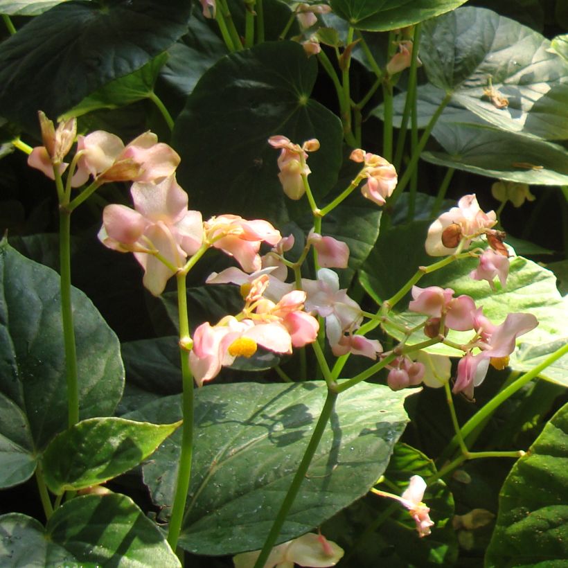 Begonia ravenii (Floraison)