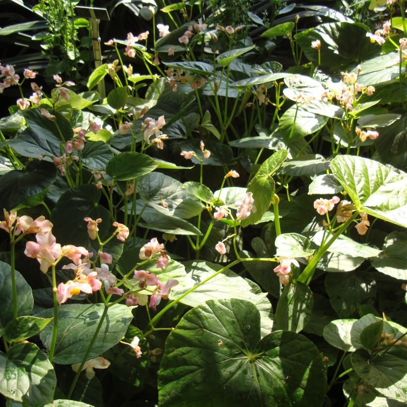 Begonia ravenii (Port)