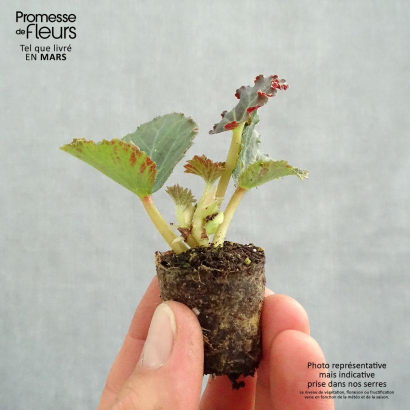 Spécimen de Bégonia retombant Fragrant Falls Peach en Mini-mottes Mini-motte 4 cm tel que livré au printemps