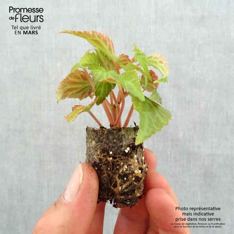 Spécimen de Begonia retombant Summerwings White Elegance Mini-motte 3,5 cm tel que livré au printemps
