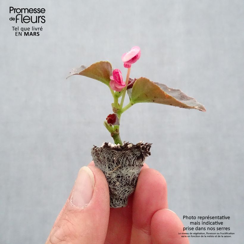 Spécimen de Bégonia semperflorens Doublet Rose Mini-motte 3 cm tel que livré au printemps