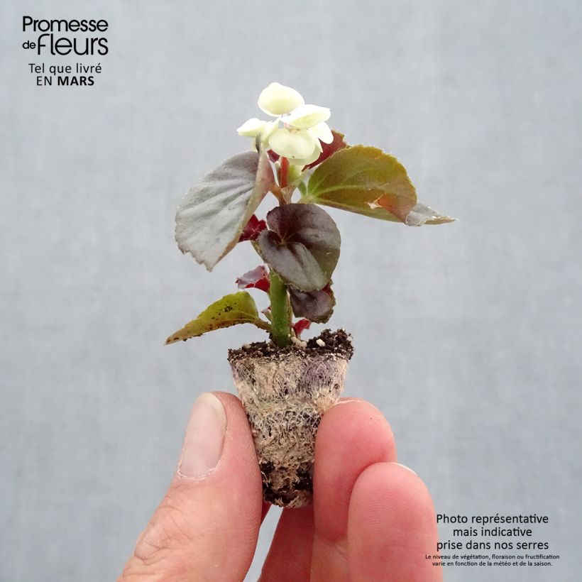 Spécimen de Bégonia semperflorens Doublet White tel que livré au printemps