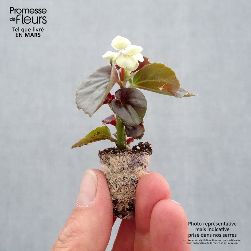 Spécimen de Bégonia semperflorens Doublet White Mini-motte 3 cm tel que livré au printemps