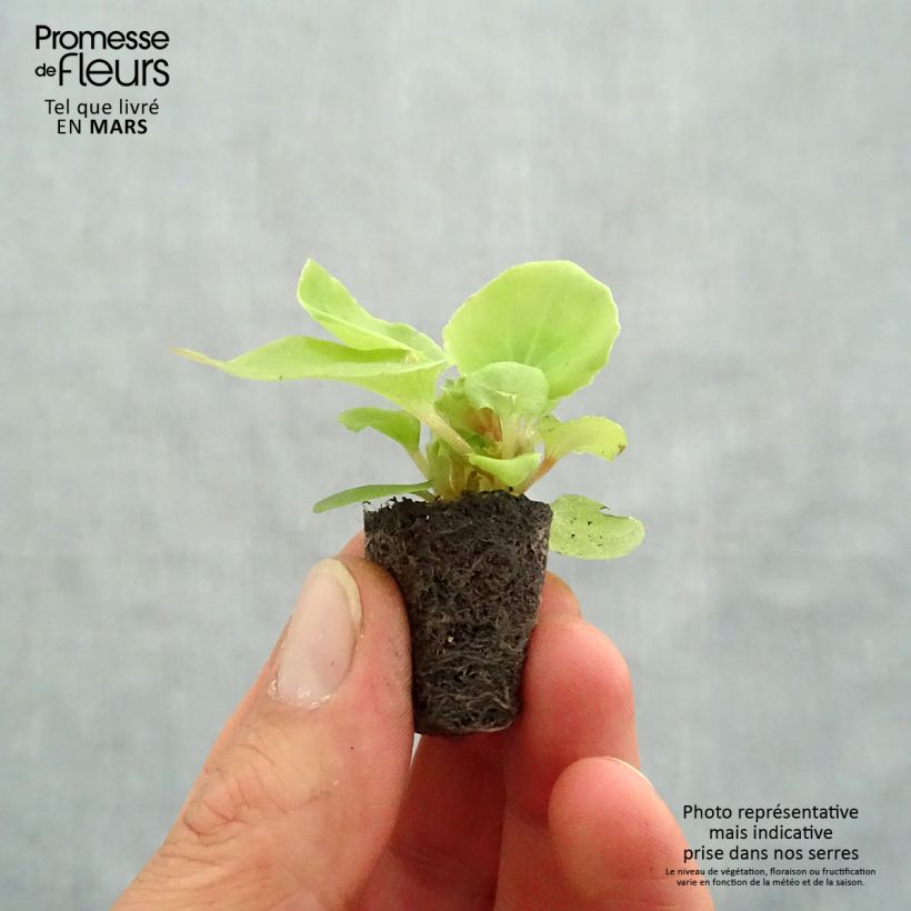 Spécimen de Begonia semperflorens Mascotte Bicolour Improved Mini-motte 4 cm tel que livré au printemps