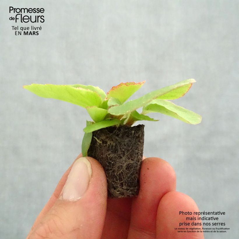 Spécimen de Begonia semperflorens Organdy en mélange tel que livré au printemps