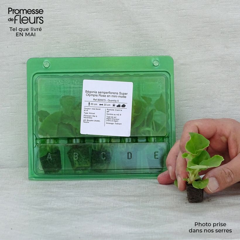 Spécimen de Bégonia semperflorens Super Olympia Rose en mini-motte tel que livré au printemps