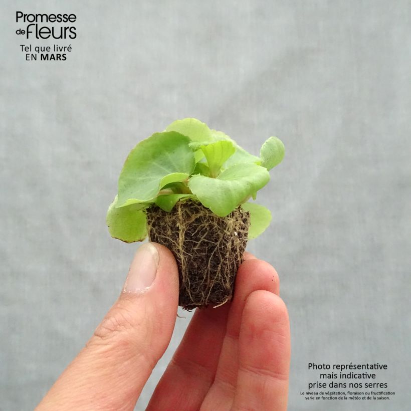 Spécimen de Bégonia semperflorens Super Olympia Rose en plaque de 16 plants tel que livré au printemps