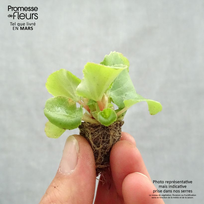 Spécimen de Bégonia semperflorens Super Olympia Rose en plaque de 35 plants tel que livré au printemps