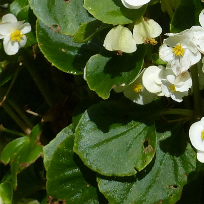 Bégonia semperflorens Super Olympia blanc (Feuillage)