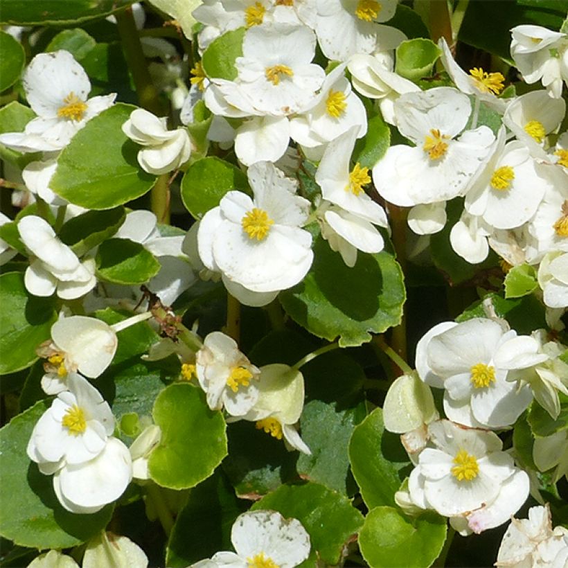 Bégonia semperflorens Super Olympia blanc (Floraison)