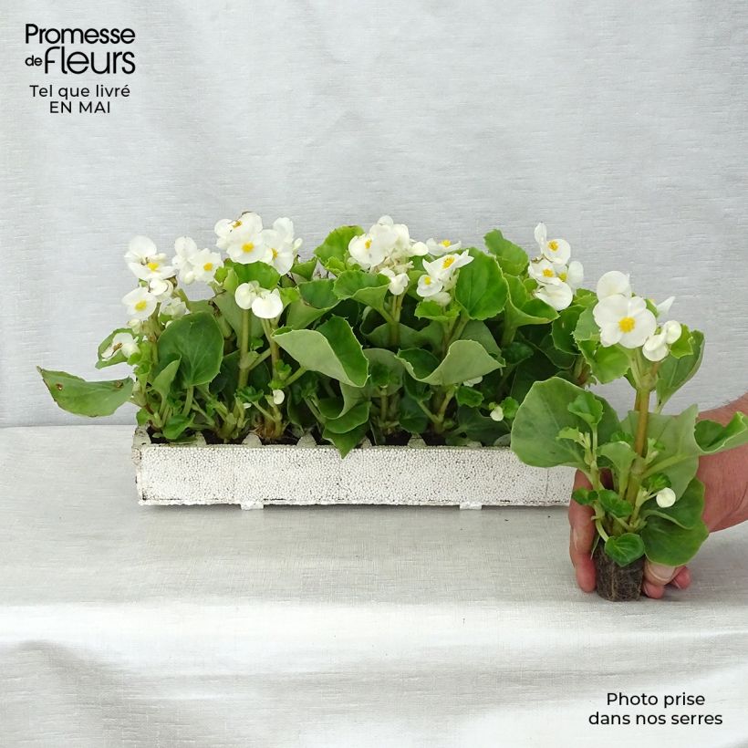 Spécimen de Bégonia semperflorens Super Olympia blanc en plaque de 16 plants tel que livré au printemps