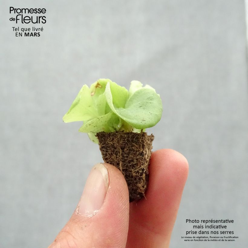 Spécimen de Bégonia semperflorens Super Olympia blanc en plaque de 35 plants tel que livré au printemps