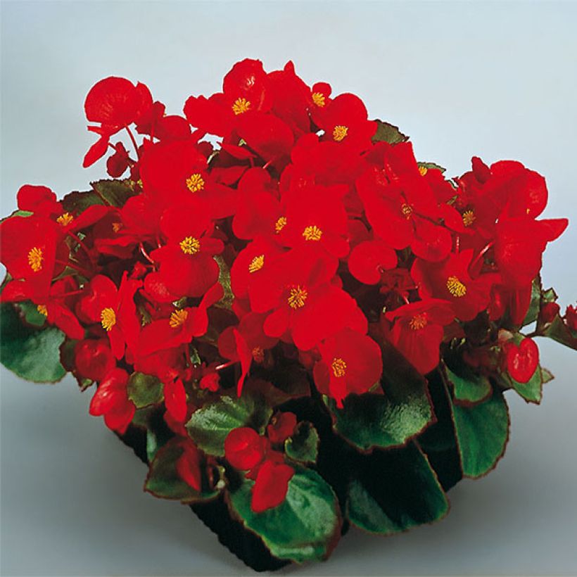 Bégonia semperflorens Super Olympia rouge (Floraison)