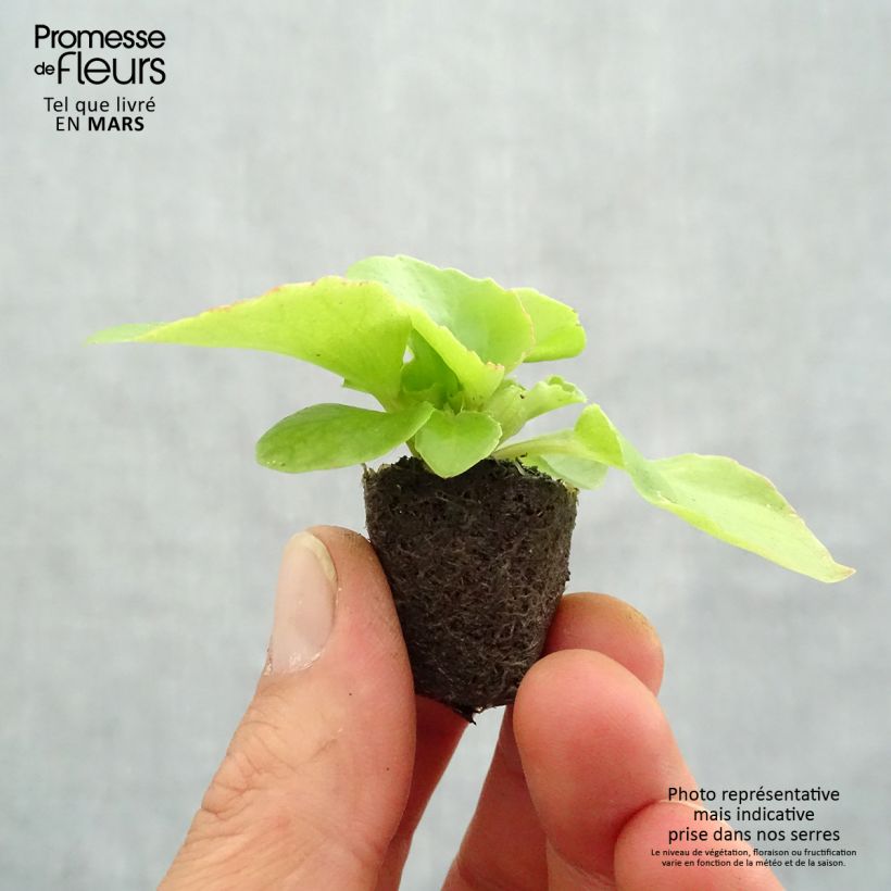 Spécimen de Bégonia semperflorens Super Olympia rouge en mini-motte tel que livré au printemps