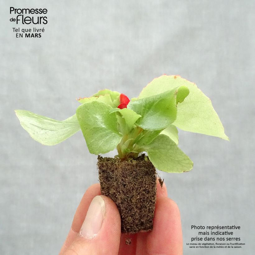 Spécimen de Bégonia semperflorens Super Olympia rouge en plaque de 16 plants tel que livré au printemps