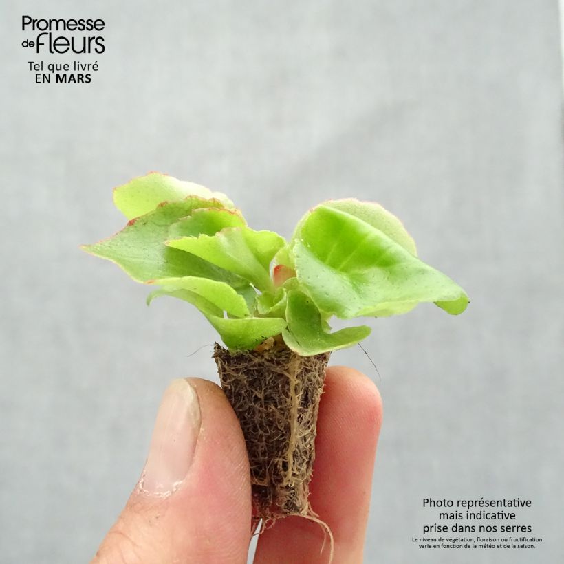 Spécimen de Bégonia semperflorens Super Olympia rouge en plaque de 35 plants tel que livré au printemps