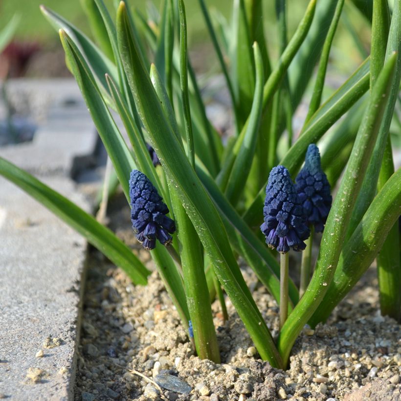 Bellevalia pycnantha - Muscari paradoxum (Port)