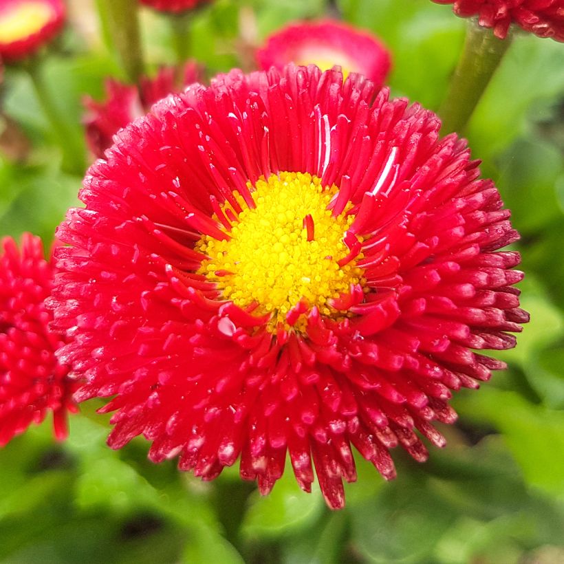 Bellis perennis Roode -  Pâquerette rouge (Floraison)