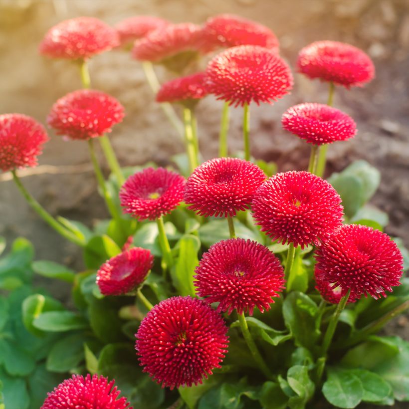 Bellis perennis Roode -  Pâquerette rouge (Port)