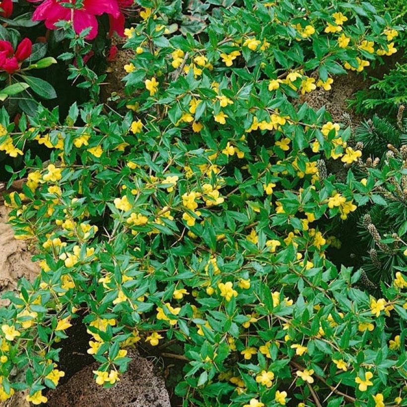Berberis hybrido-gagnepainii Chenaultii - Épine-vinette (Floraison)