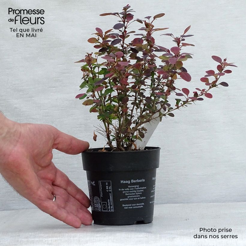 Spécimen de Berberis thunbergii Atropurpurea - Epine-vinette Godet de 8/9 cmHauteur livrée env. 10/15cm tel que livré au printemps
