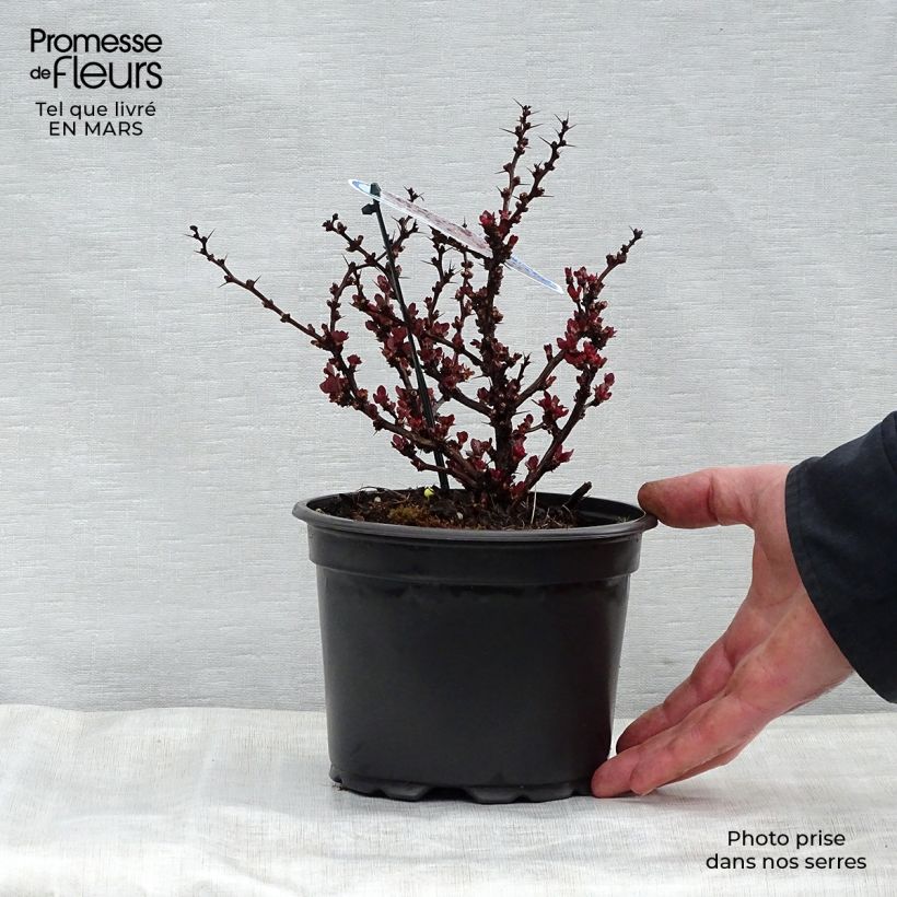 Spécimen de Berberis Thunbergii Bagatelle Pot de 2L/3L tel que livré au printemps
