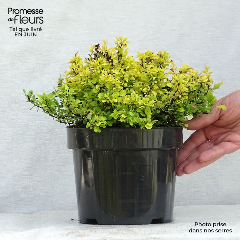 Spécimen de Berberis thunbergii Tiny Gold - Epine vinette Pot de 2L/3L tel que livré en été