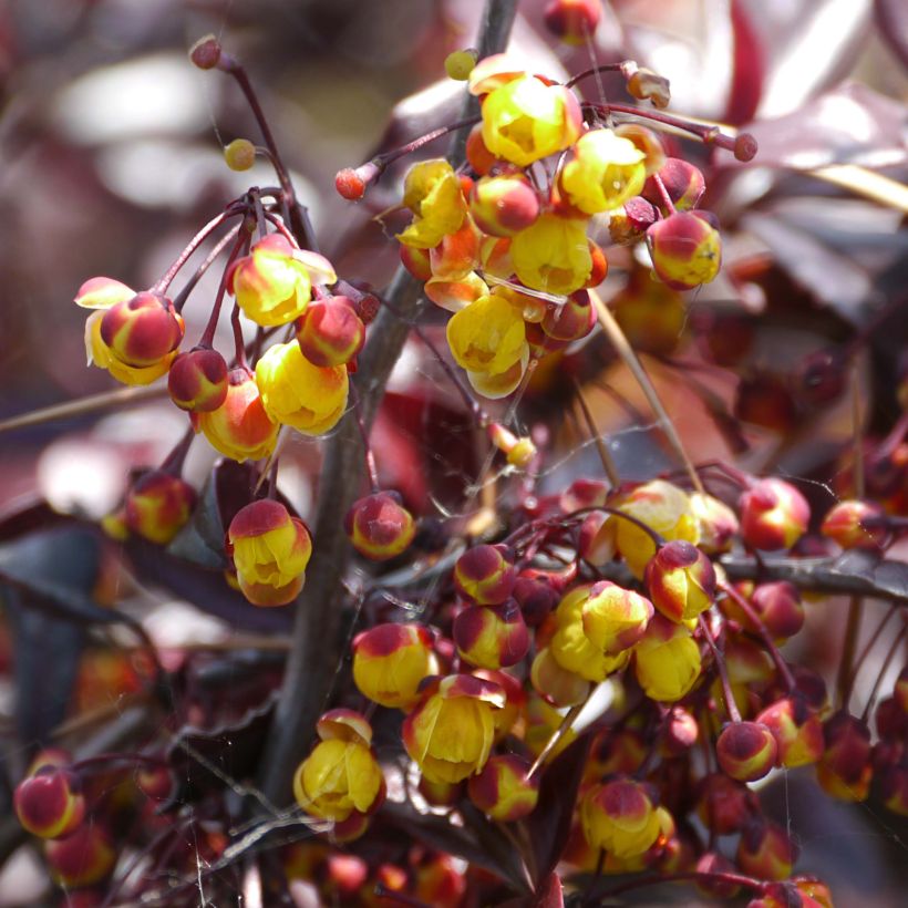 Berberis Thunderbolt® - Epine-vinette (Floraison)