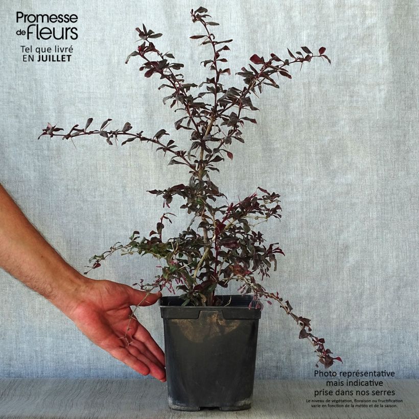 Spécimen de Berberis Thunderbolt® - Epine-vinette Pot de 2L/3L tel que livré en été