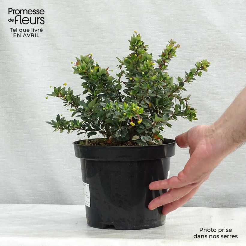 Spécimen de Berberis buxifolia Nana - Epine-vinette à feuilles de buis en pot de 2/3L tel que livré au printemps