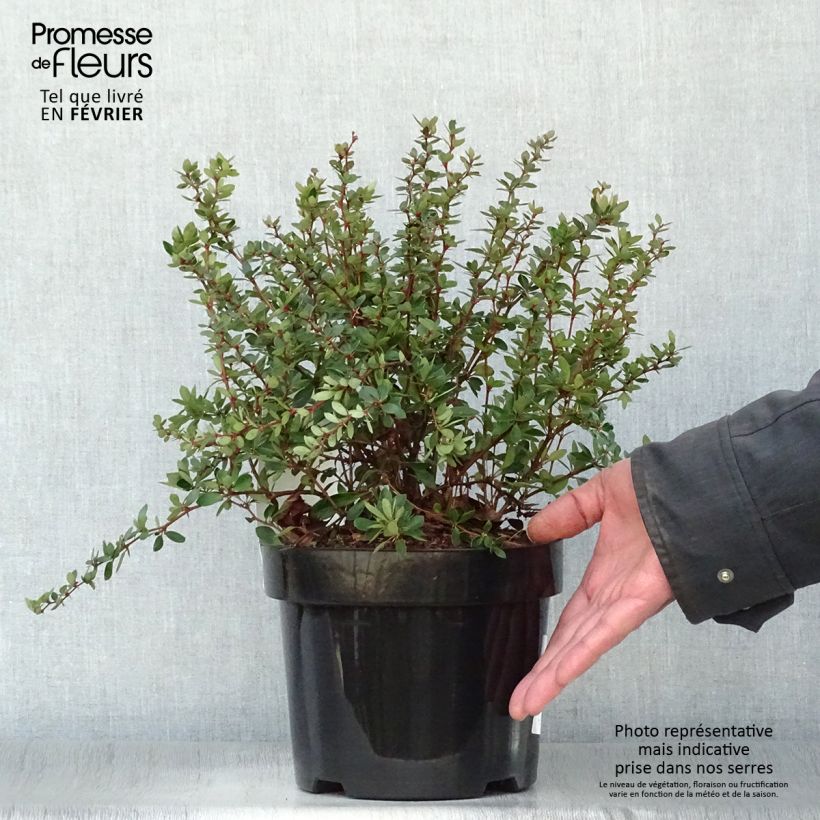 Spécimen de Berberis buxifolia Nana - Epine-vinette à feuilles de buis tel que livré en hiver