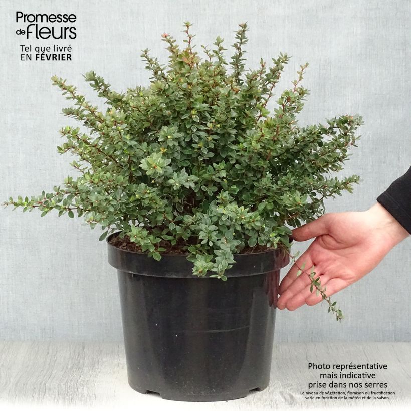 Spécimen de Berberis buxifolia Nana - Epine-vinette à feuilles de buis tel que livré en hiver