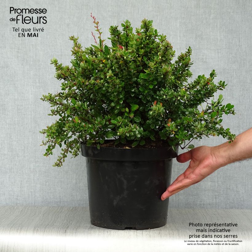 Spécimen de Berberis buxifolia Nana - Epine-vinette à feuilles de buis en pot de 7,5L/10L tel que livré au printemps