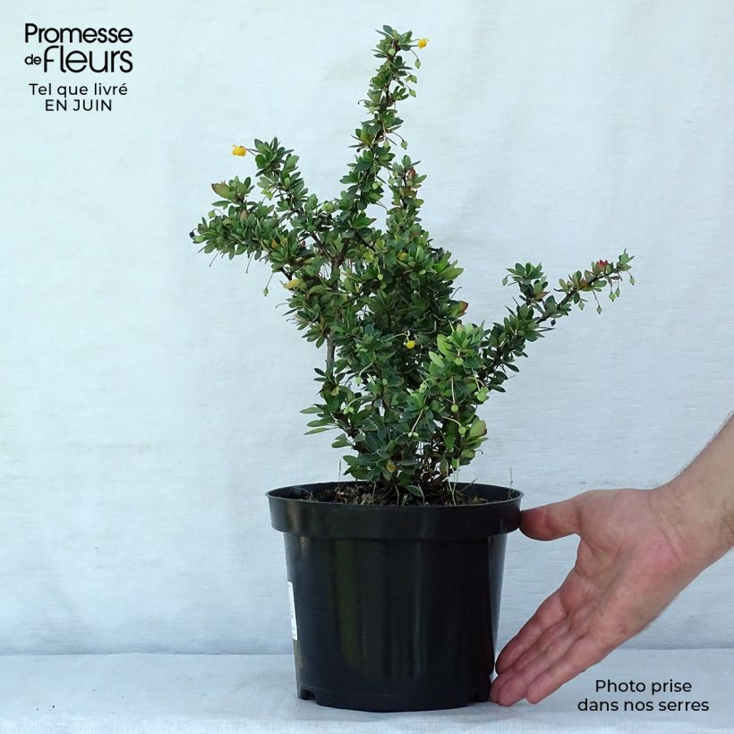 Spécimen de Berberis buxifolia Nana - Epine-vinette à feuilles de buis Pot de 3L/4L tel que livré en été