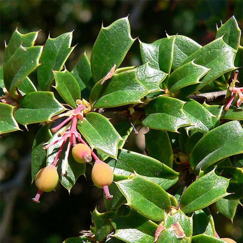 Berberis darwinii - Epine-vinette de Darwin (Feuillage)