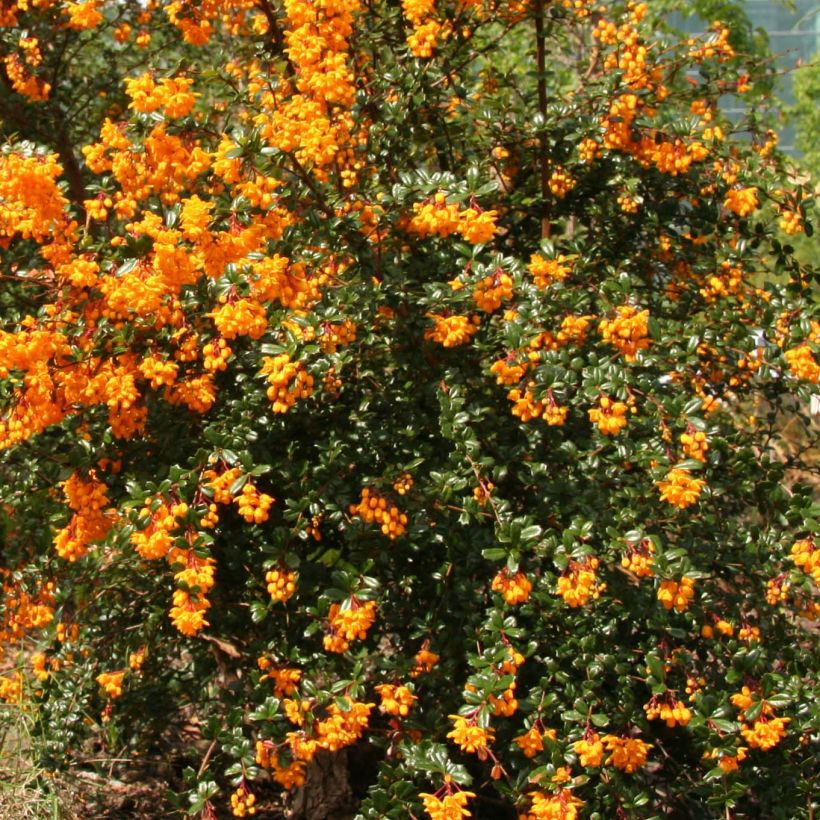 Berberis darwinii - Epine-vinette de Darwin (Floraison)