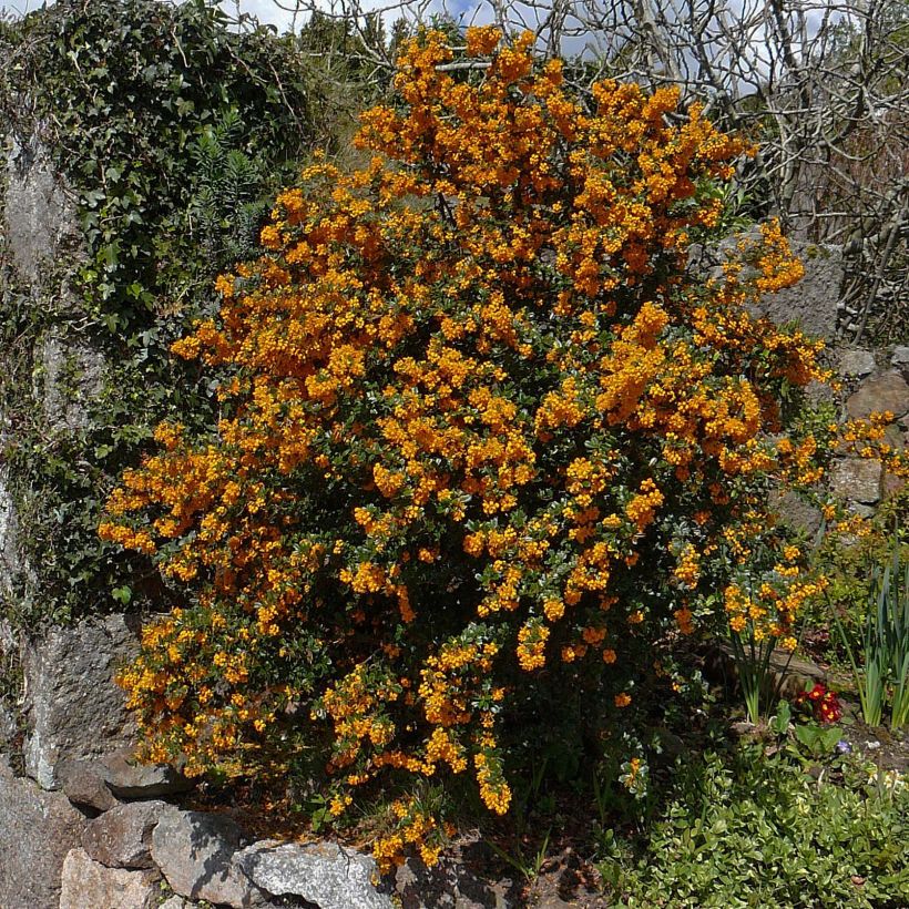 Berberis darwinii - Epine-vinette de Darwin (Port)