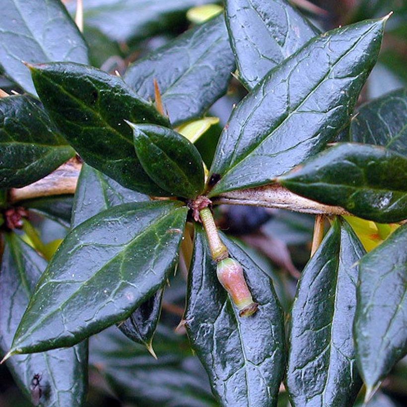 Berberis frikartii Amstelveen - Epine-vinette de Frikart. (Feuillage)