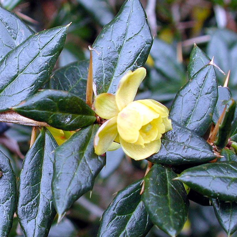 Berberis frikartii Amstelveen - Epine-vinette de Frikart. (Floraison)