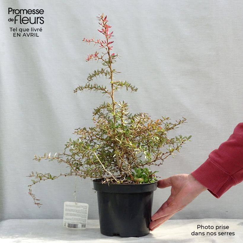 Spécimen de Berberis frikartii Amstelveen - Epine-vinette de Frikart. Pot de 2L/3L tel que livré au printemps