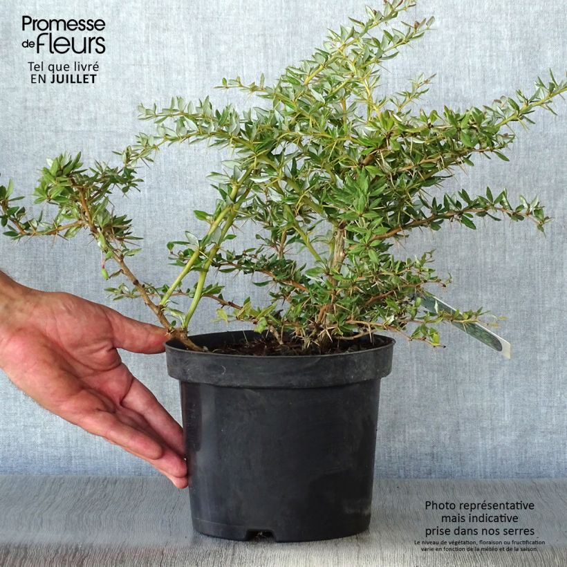 Spécimen de Berberis frikartii Amstelveen - Epine-vinette de Frikart. tel que livré en ete
