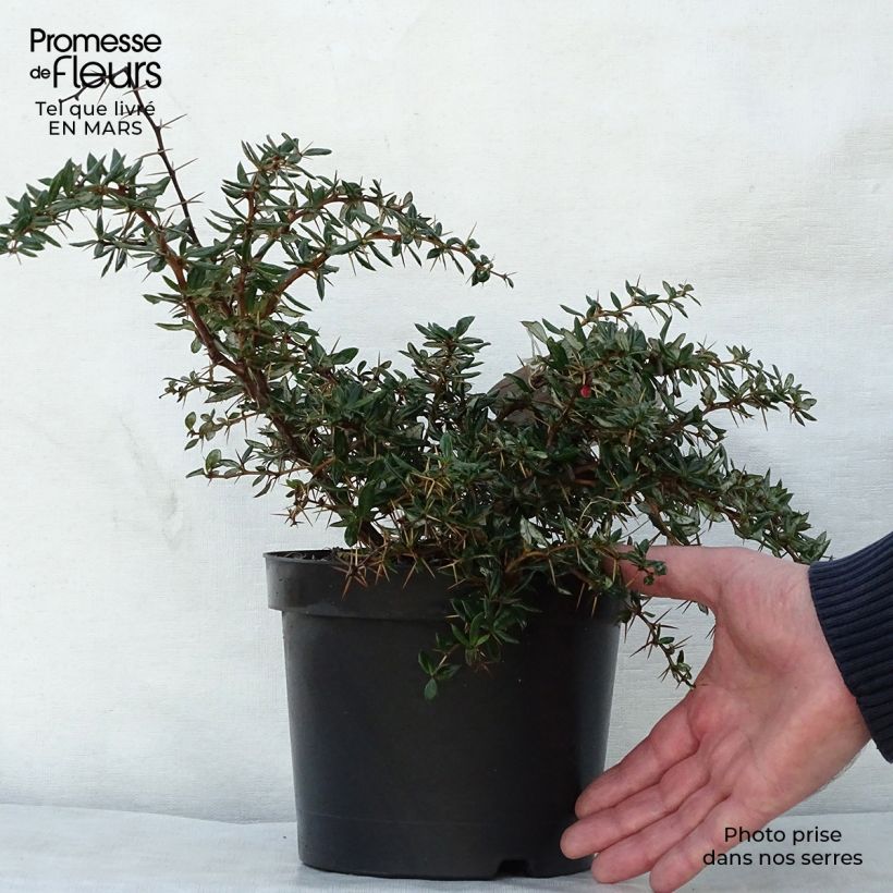 Spécimen de Berberis hybrido-gagnepainii Chenaultii - Épine-vinette tel que livré au printemps