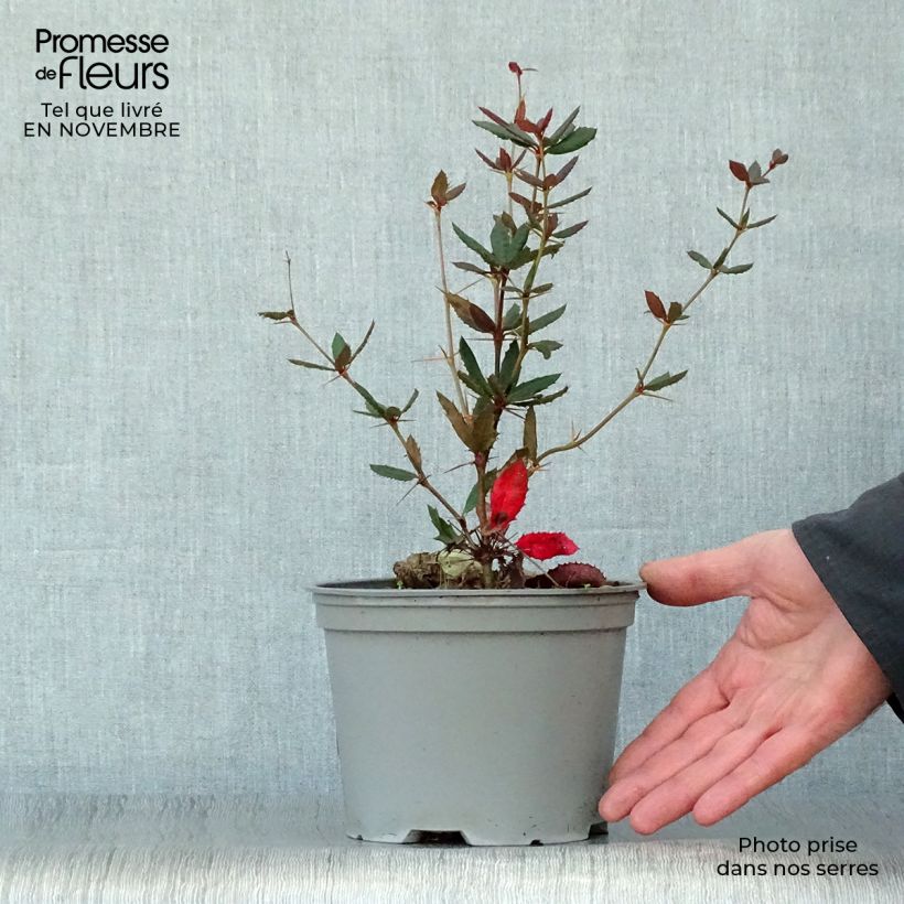Spécimen de Berberis julianae - Epine-vinette de Saint Julien Pot de 2L/3L tel que livré en automne