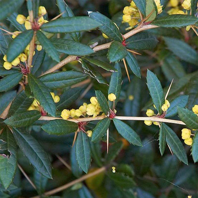 Berberis julianae - Epine-vinette de Saint Julien (Feuillage)