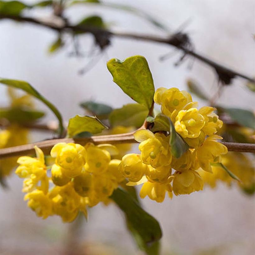 Berberis julianae - Epine-vinette de Saint Julien (Floraison)