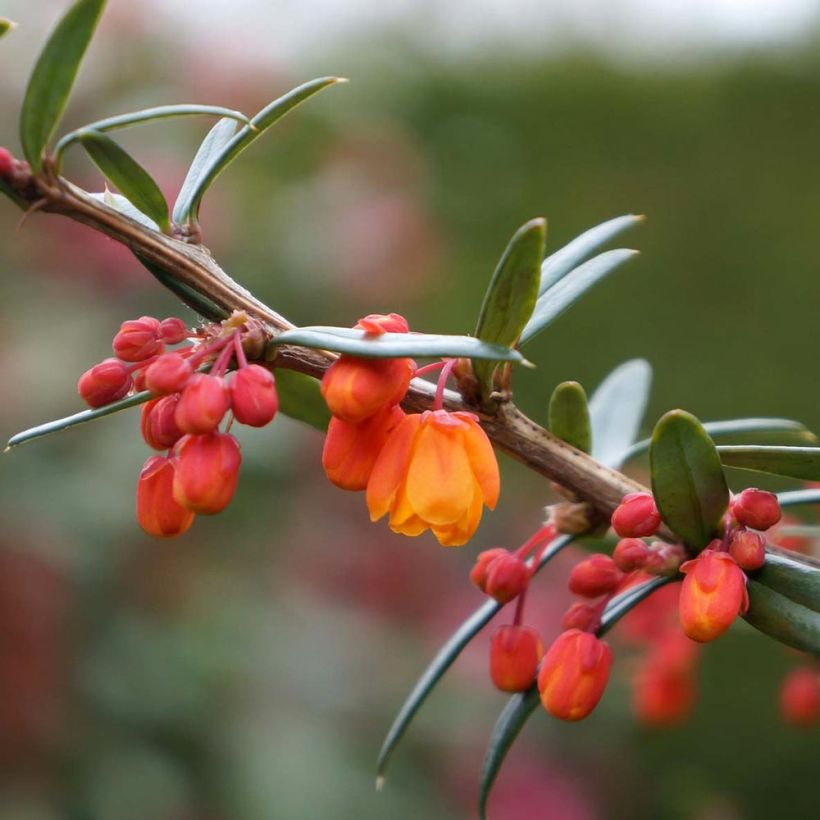 Berberis linearifolia Orange King - Epine-vinette (Floraison)